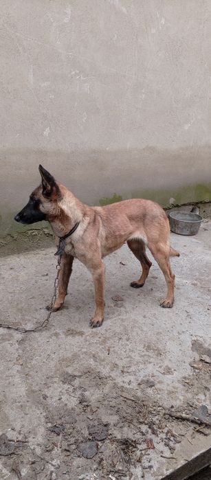 Malinua sotiladi urgʻochi