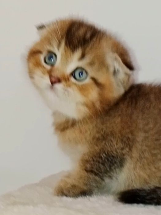 Шотланские котята  мальчики чистокровные
