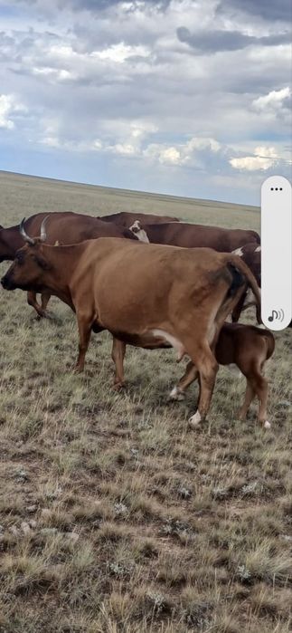 Продам дойную корову с теленком