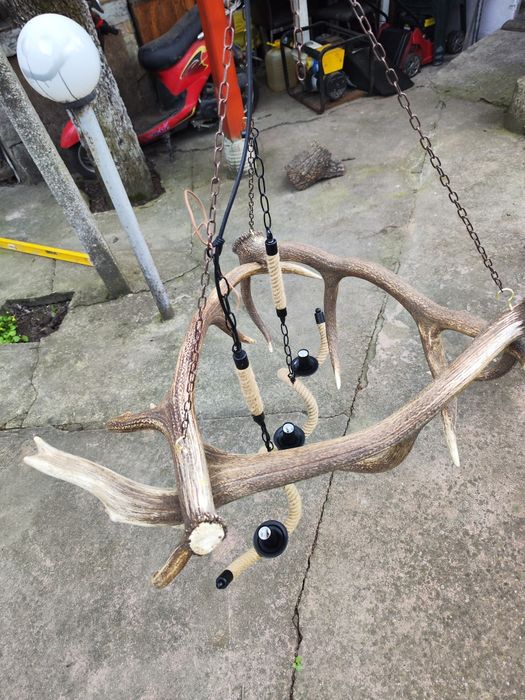 Полилей от еленови паднали рога