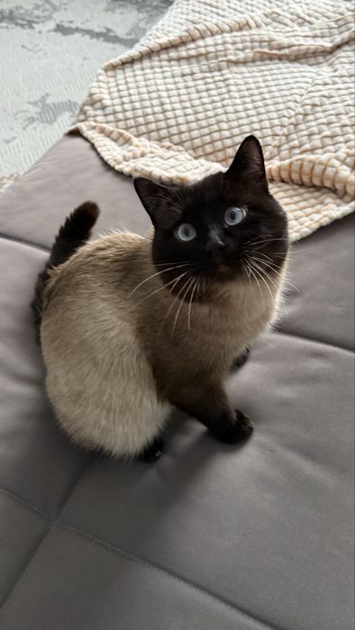 Кот Томпи ищет дом