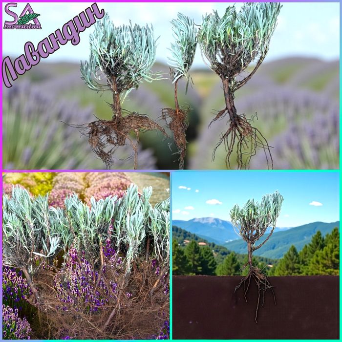 Лавандула разсад и лавандин – Български маслодайни рози (сортове)