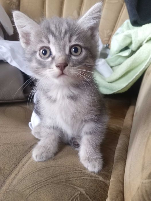 отдам котят , приучены к горшку