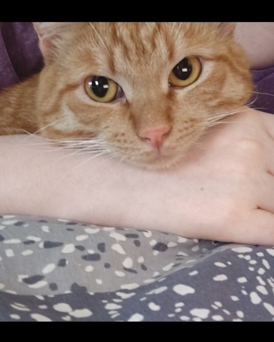 Потерялся домашний кот