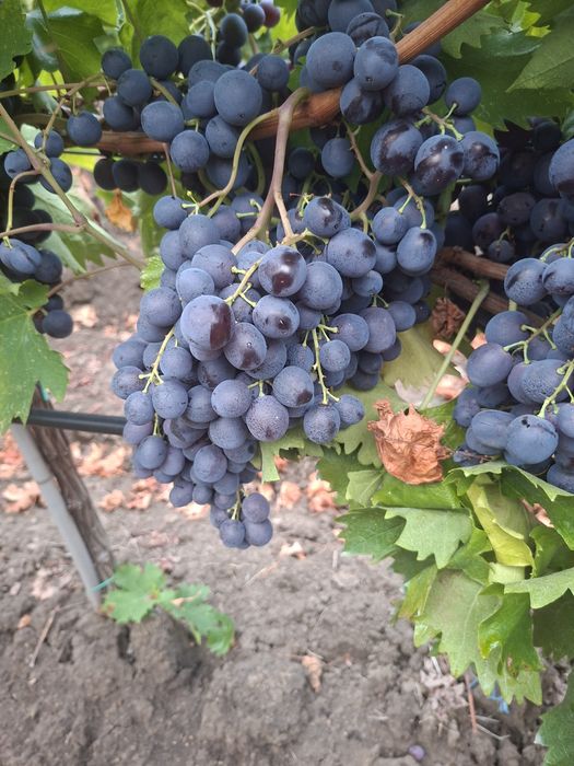 Vând Struguri de vin soiul Muscat de Hamburg  Aromat