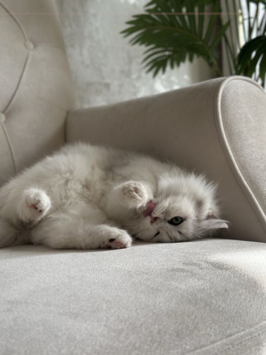 Продаётся котёнок породы Scottish Straight Highland 50$