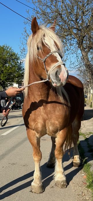 De vanzare manza de 4 ani fara defecte invatata la trasura si calarie