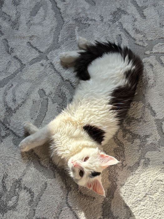 отдам кошку в добрые руки