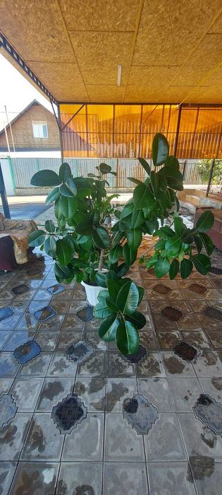 Продам цветы фикус