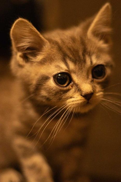 Продам кошечку породы скоттиш-страйт