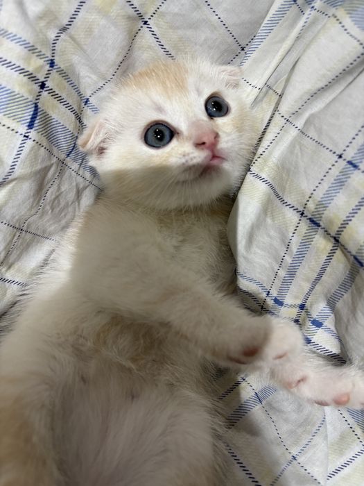 милые котята ищут дом