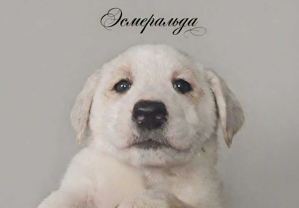 Отдам щенков в хорошие руки.