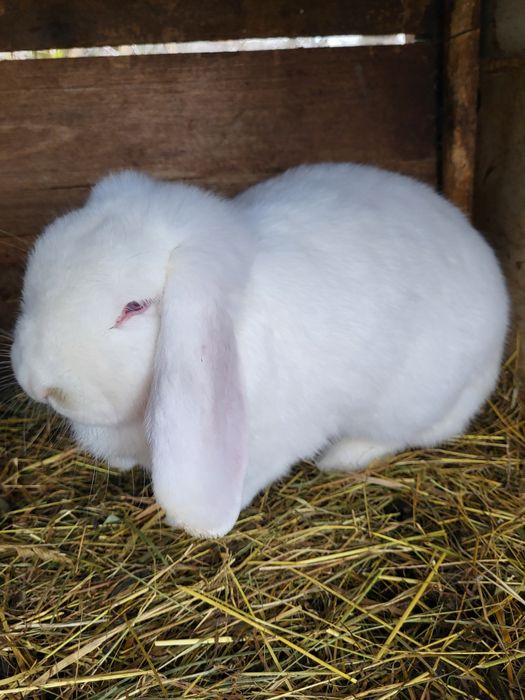 Iepuri Berbec german