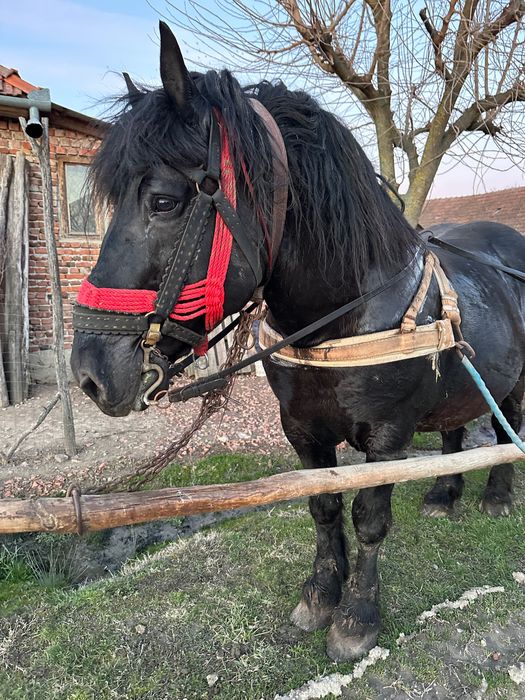 armăsar negru de vânzare