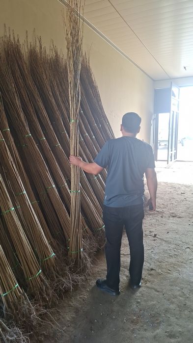 Терак кучатлари келишилган нархда