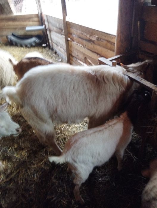 De vinzare un țap metis de boer cu sannen și o iedita boer