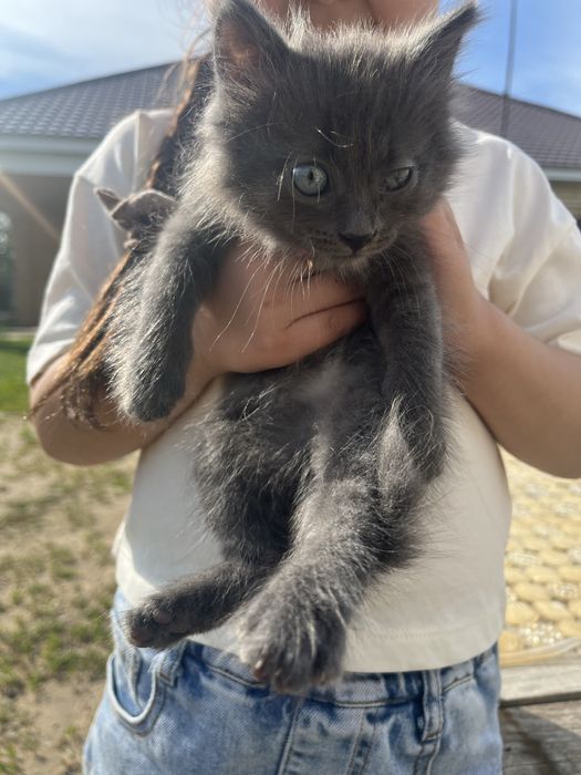Отдам котят в добрые руки