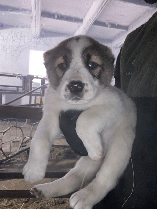 Продам щенков алабаев