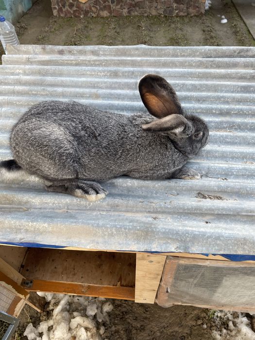 Quyon velikan toza qon