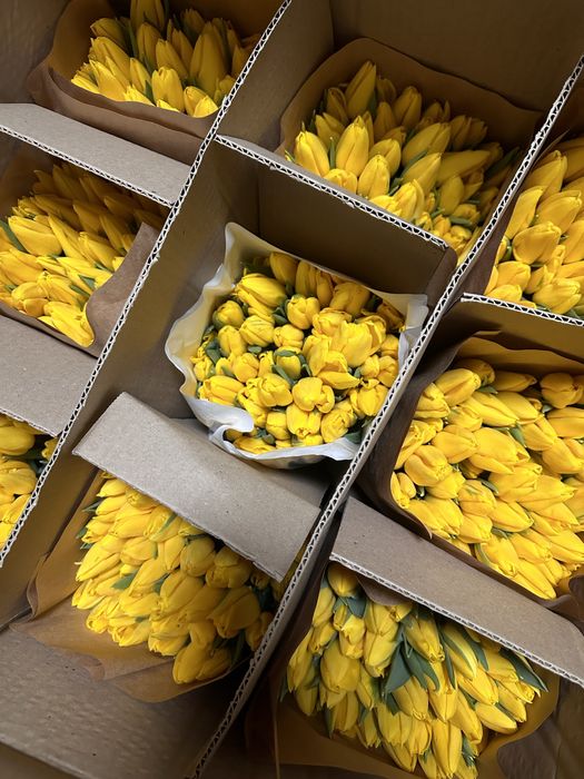 Оптом и пачками тюльпаны по 50шт