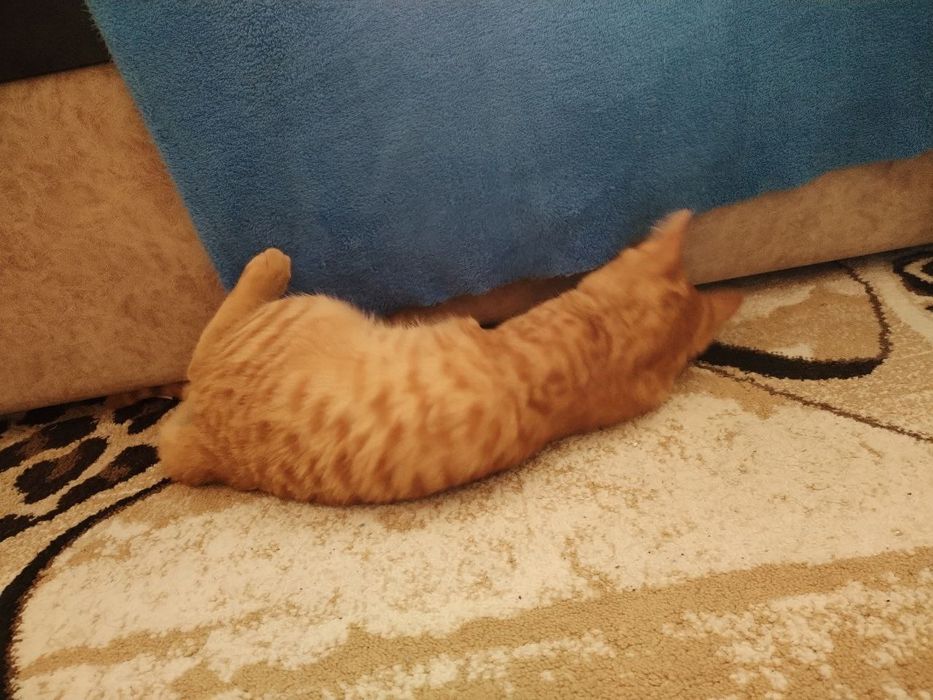 Juicy toliq mushuklar