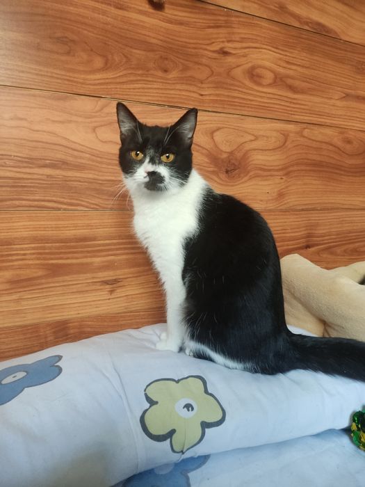 Кошечка ищет дом