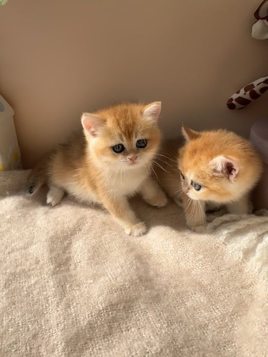 Золотые котята окрас шиншилла