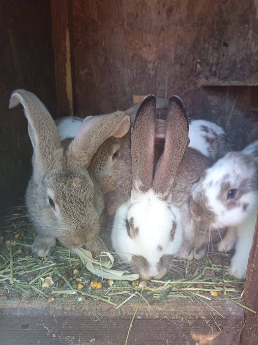 Iepuroaica tânără cu 4 pui