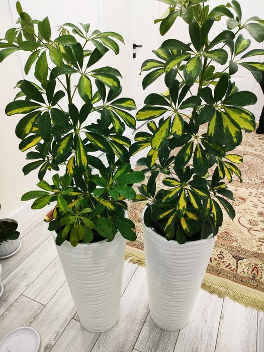 комнатные цветы, доставка