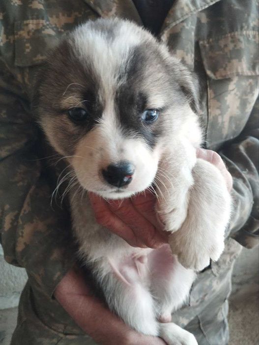 Отдам щенят в добрые руки