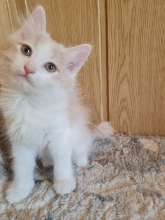 Котёнок в добрые и ответсвенные руки