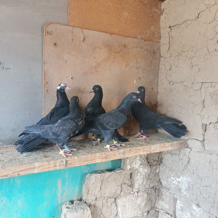 Широкохвостые  голуби