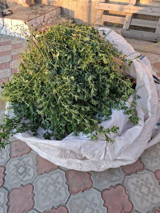 Жоңышқа сатылады