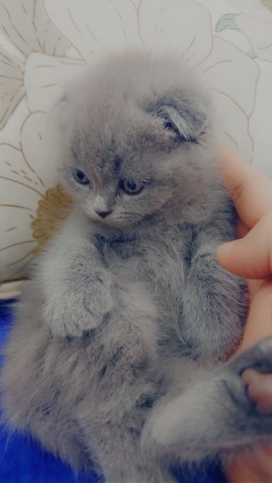 Мушукчалар сотилади