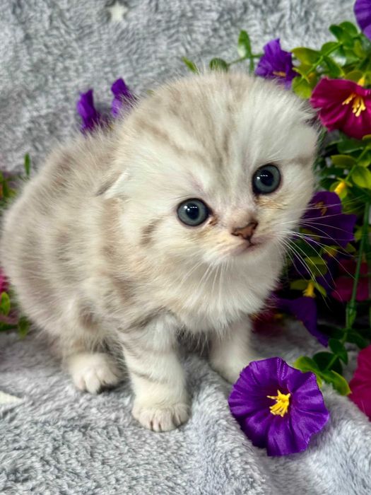 вислоушки очаровательные комочки