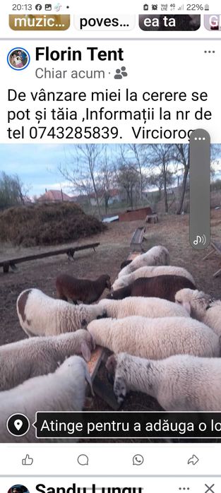 Vând 30 de oi cu miei. Preț  negociabil