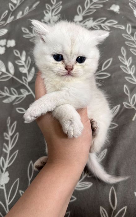 Продается котята