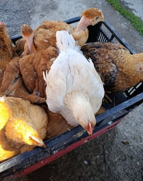 Bună ziua dragi clienți astăzi am dat drumul la o serie de pui prima s