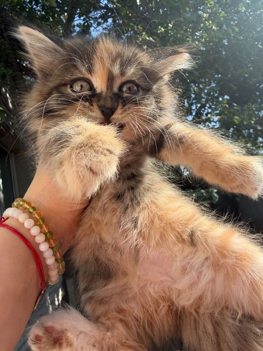 Котята в хорошие руки