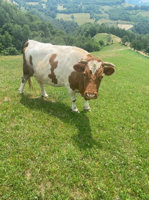 Vaca de vânzare