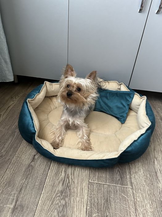 Йорк мальчик ищет невесту