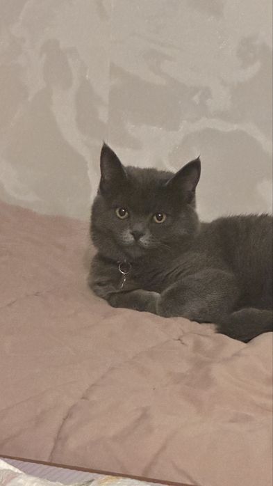 Отдам в добрые руки