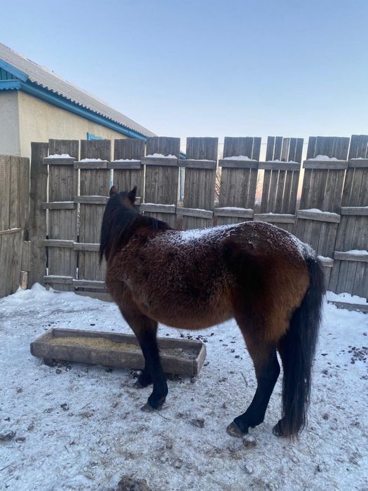 Продам кобылу на откорме месяц