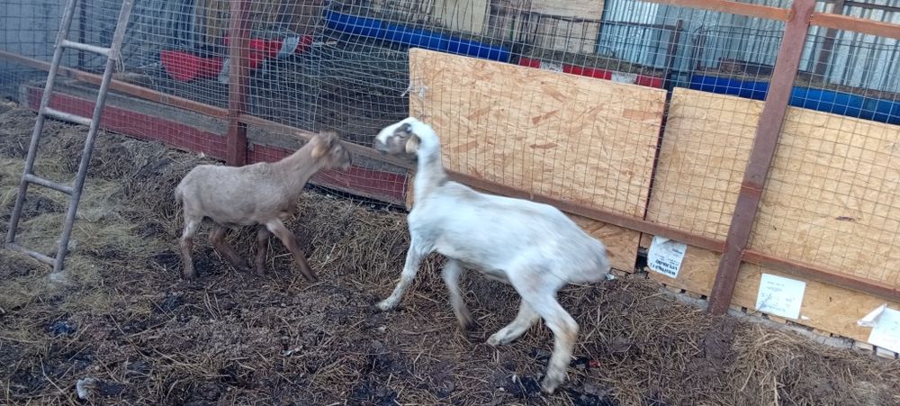 Продам овец ягнят баран