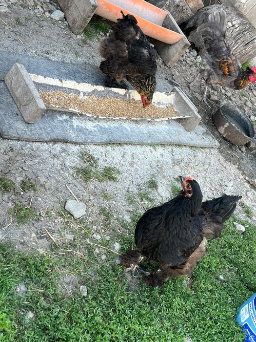 Vând două găini brahma si pui