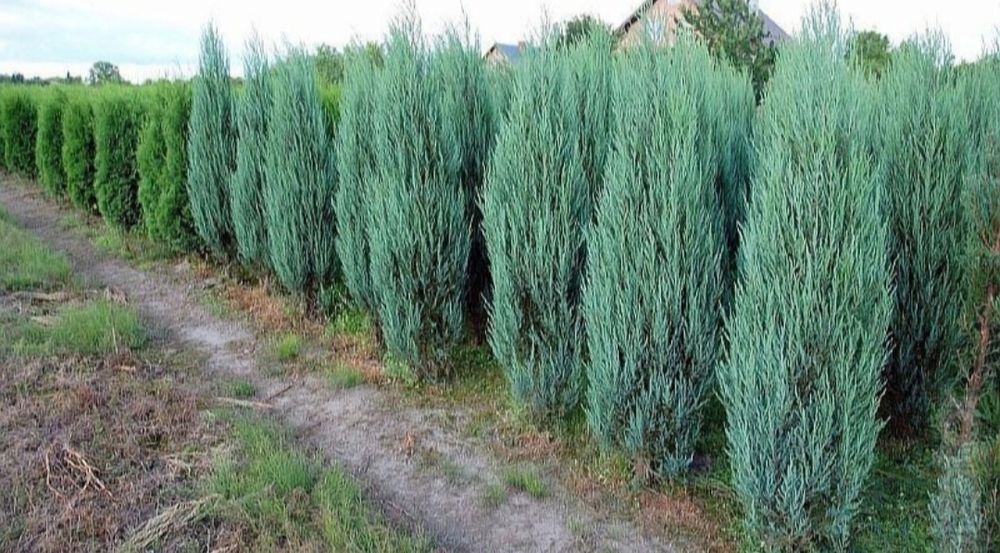 Magnolia soulangeana/ alb/roz/mov/galben, Magnolia grandiflora verde