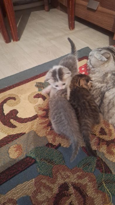 Продам очень красивых котят