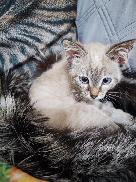 Отдается котенок в добрые руки