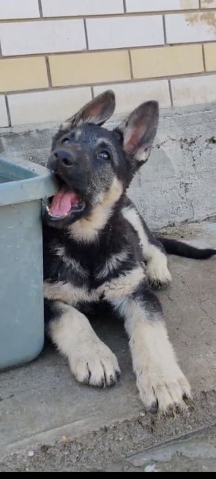 Подрощенная сука ВЕО