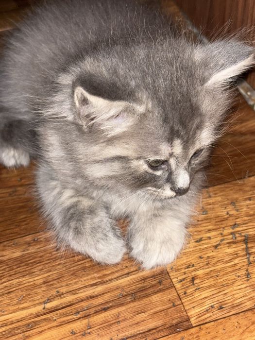 Котята продам звоните пишите